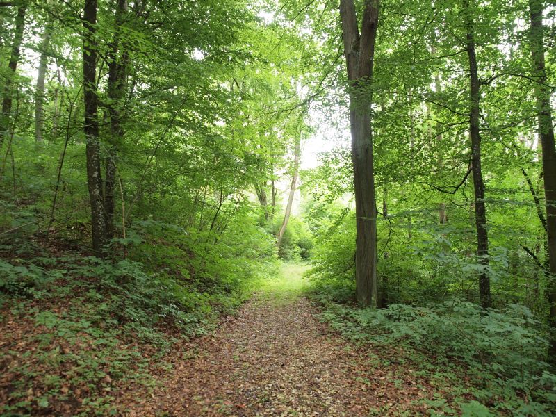 Burgruine Ebermannsdorf