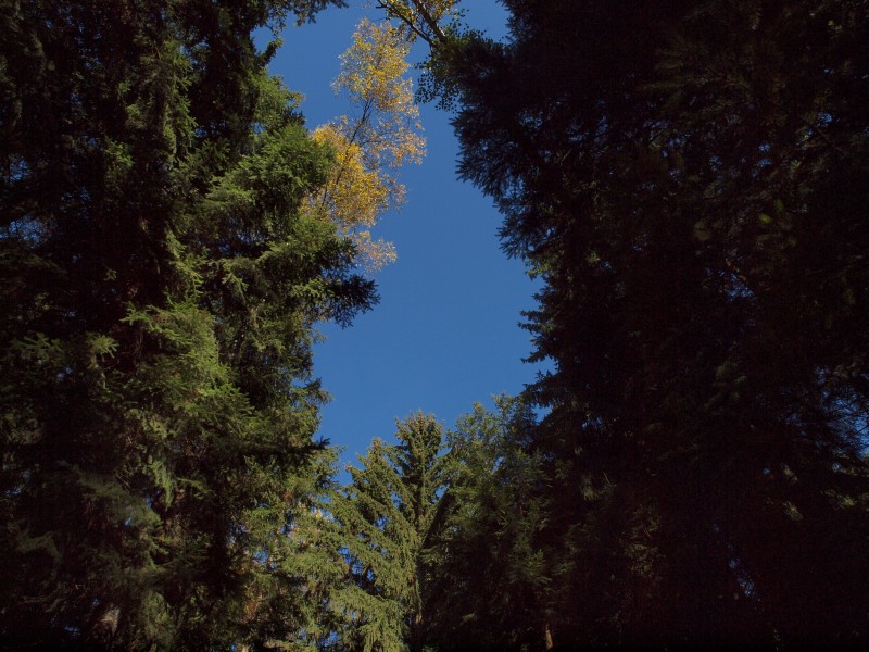 Burgruine Lichtenegg