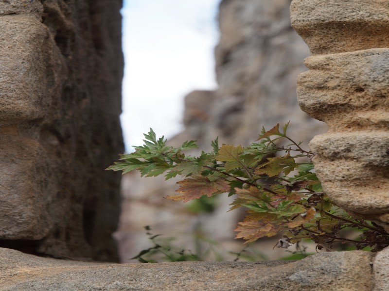 Burgruine Lichtenstein