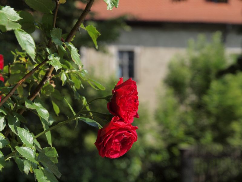 Schloss Emtmannsberg
