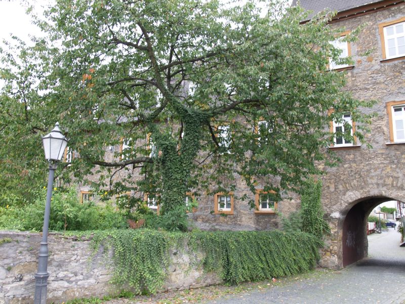 Stadtschloss Dillenburg
